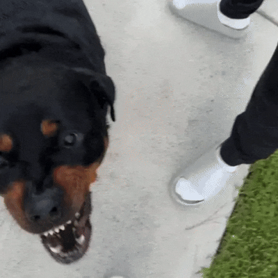 HushPuppy™ – Anti Barking Device